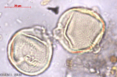 ISEM 1/Polylepis_tomentella_29463/Polylepis_tomentella_29463_0001(copy)_thumb.jpg